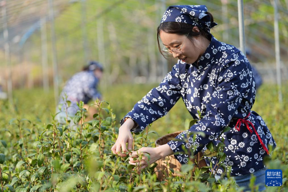 必一运动“南茶北种”富农家(图2)