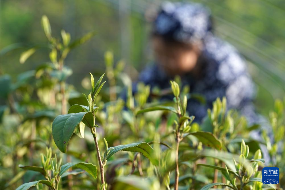 必一运动“南茶北种”富农家(图3)