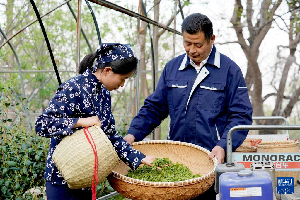 必一运动“南茶北种”富农家(图5)