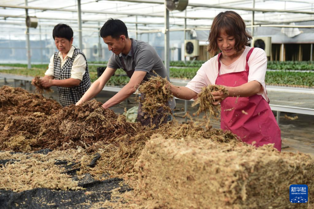 必一运动河北盐山：盐碱地上盛开致富花(图3)