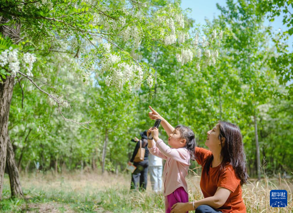 必一运动河北枣强：槐花飘香迎客来(图1)