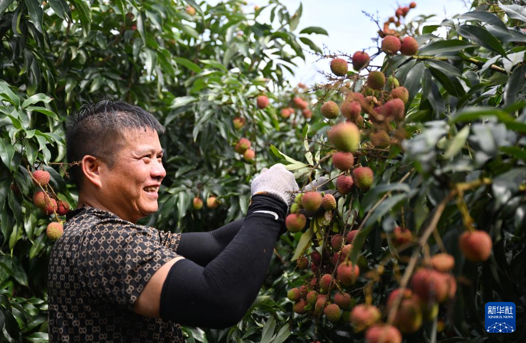 必一运动2024年海南出口荔枝已超千吨(图5)