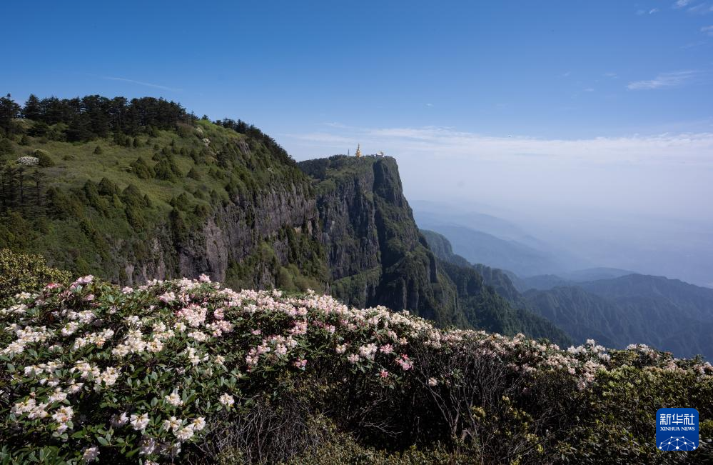 必一运动峨眉山山顶杜鹃花绽放(图2)