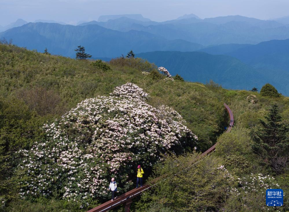 必一运动峨眉山山顶杜鹃花绽放(图9)