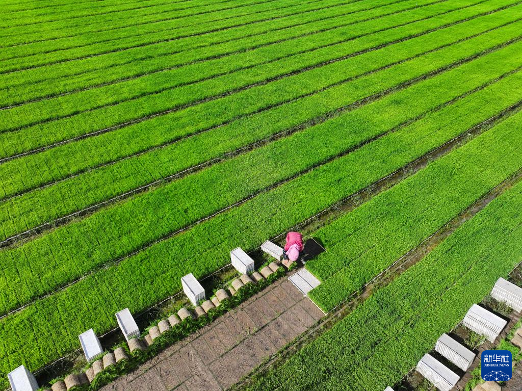 必一运动江苏射阳：临海农场插秧忙(图5)