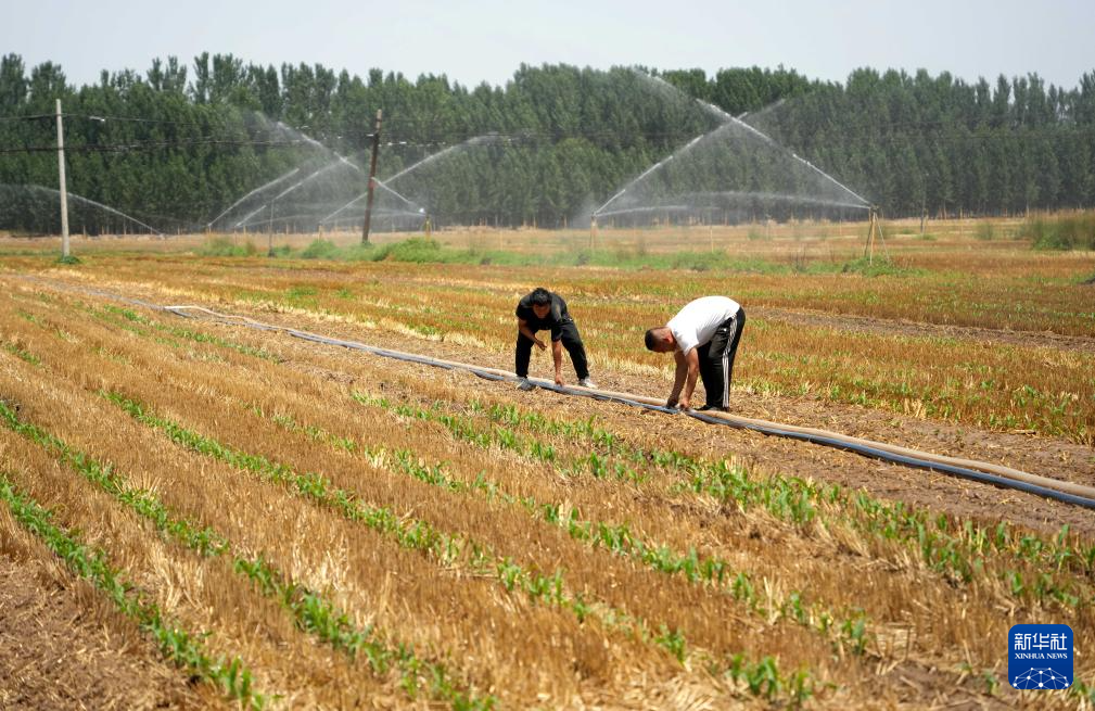 必一运动山东：多管齐下 抗旱保夏种(图10)