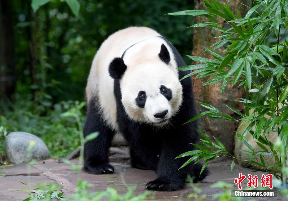 必一运动海归大熊猫“贝贝”夏日卖萌憨态可掬(图1)