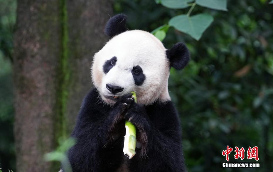 必一运动海归大熊猫“贝贝”夏日卖萌憨态可掬(图2)