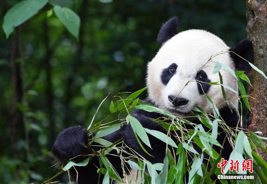 必一运动海归大熊猫“贝贝”夏日卖萌憨态可掬(图3)