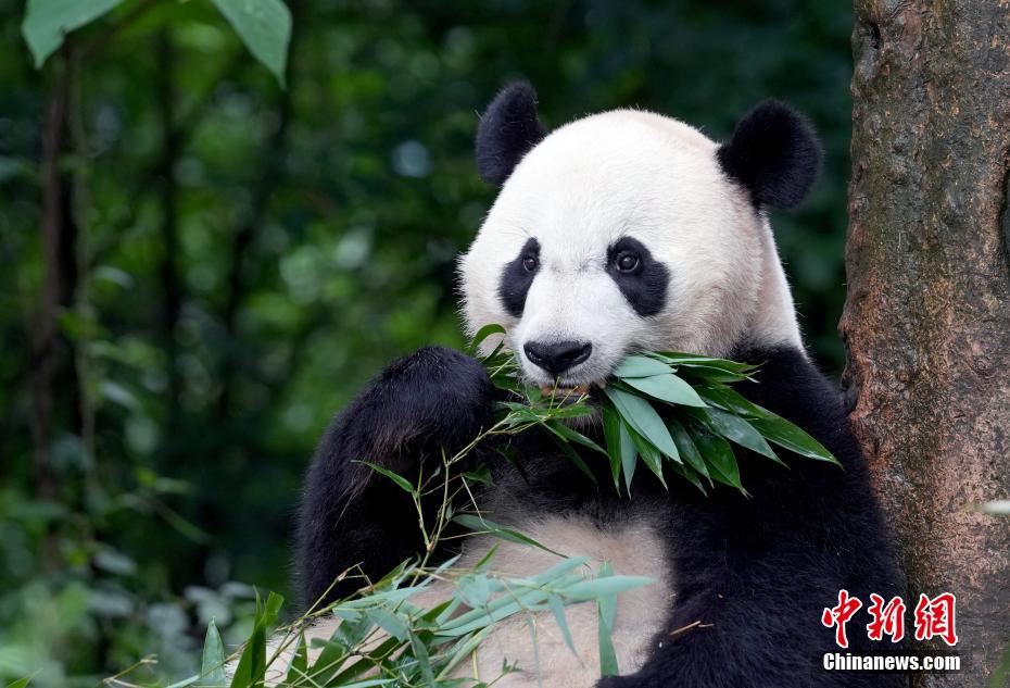 必一运动海归大熊猫“贝贝”夏日卖萌憨态可掬(图5)