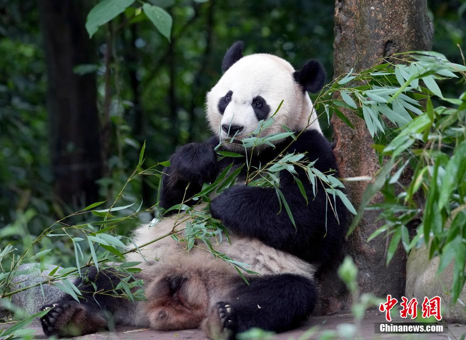 必一运动海归大熊猫“贝贝”夏日卖萌憨态可掬(图6)