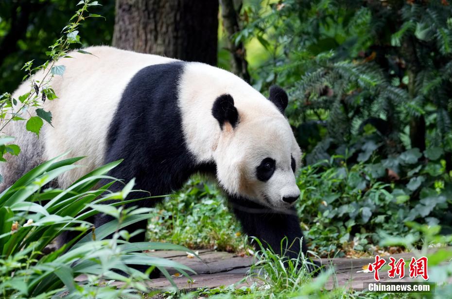 必一运动海归大熊猫“贝贝”夏日卖萌憨态可掬(图10)