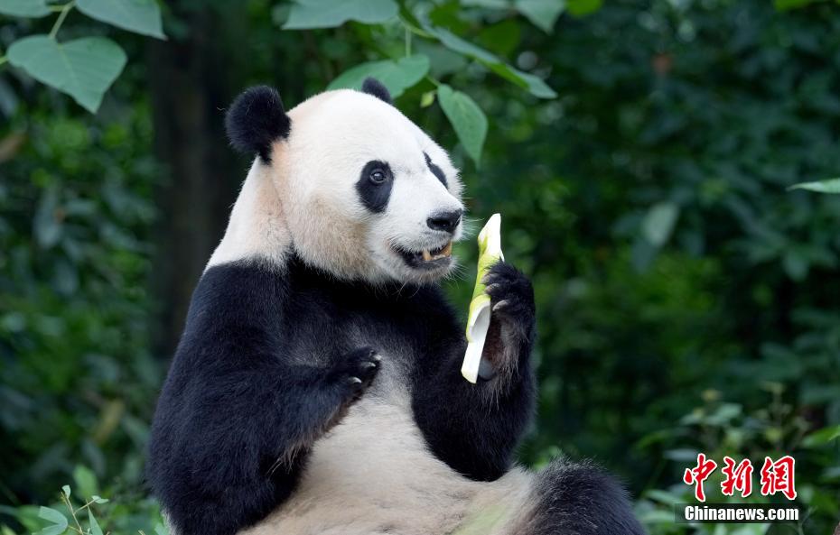 必一运动海归大熊猫“贝贝”夏日卖萌憨态可掬(图12)