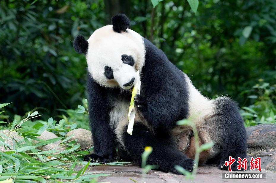 必一运动海归大熊猫“贝贝”夏日卖萌憨态可掬(图11)