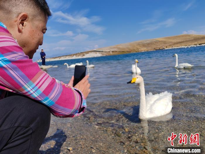 必一运动新疆赛里木湖天鹅舞 秋日风光醉游人(图1)